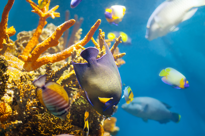 Great Barrier Reef